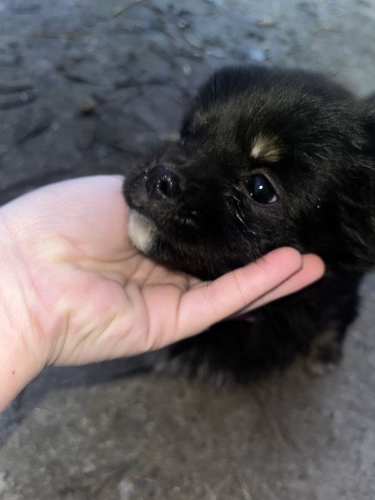 Donez catelusi bichon/pichinez