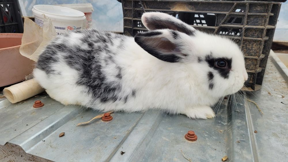 Iepuri 10 săptămâni