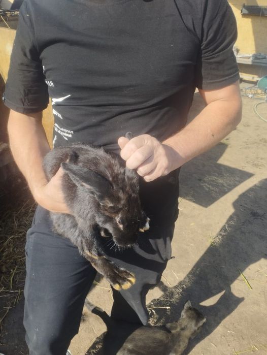 Продам кроликов 5 месяцев