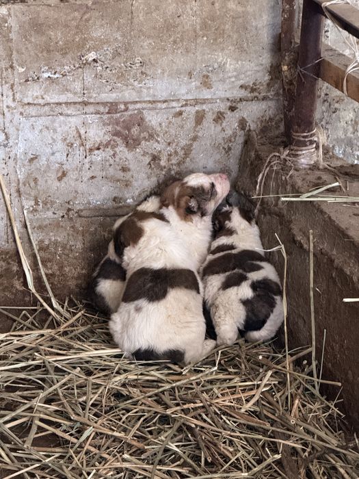 Шенки казакски тобет