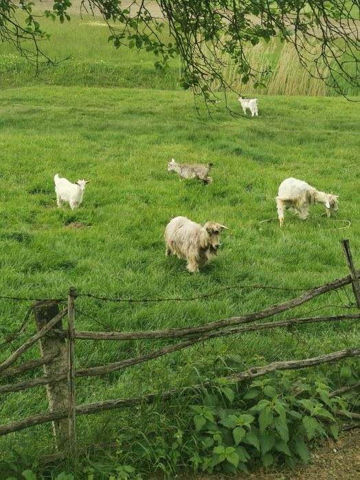 Trei iedute de vânzare 18 lei pe kg în viu