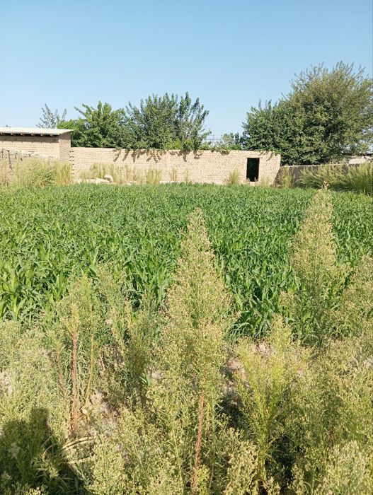 Участка Земля продается срочна