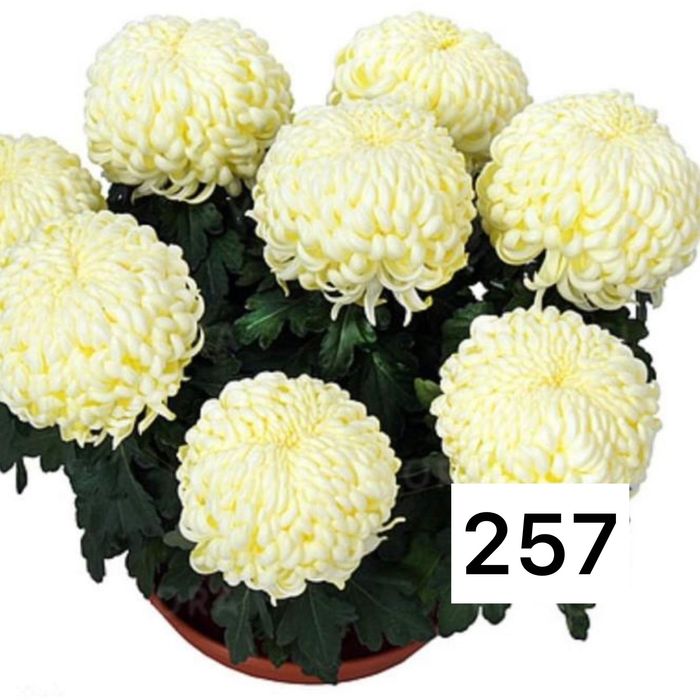 Хризантема мультифлора и крупноголовая