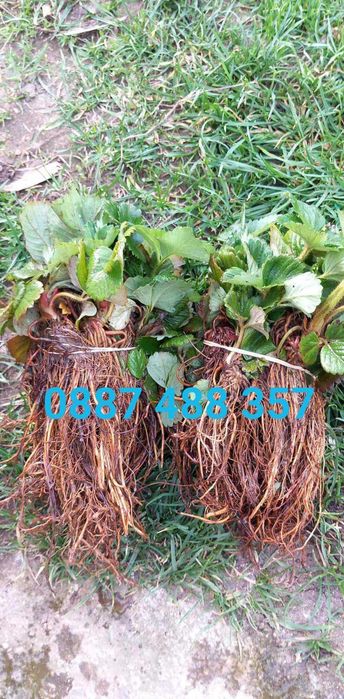 Продавам качествен разсад ягоди