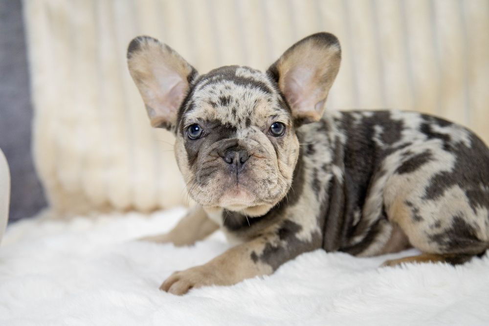 bulldog francez blue merle