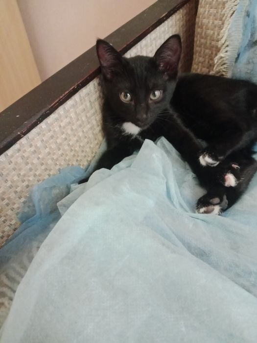 Котёнок в добрые руки