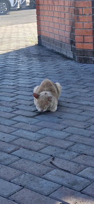 нашли рыжего кота кастрата
