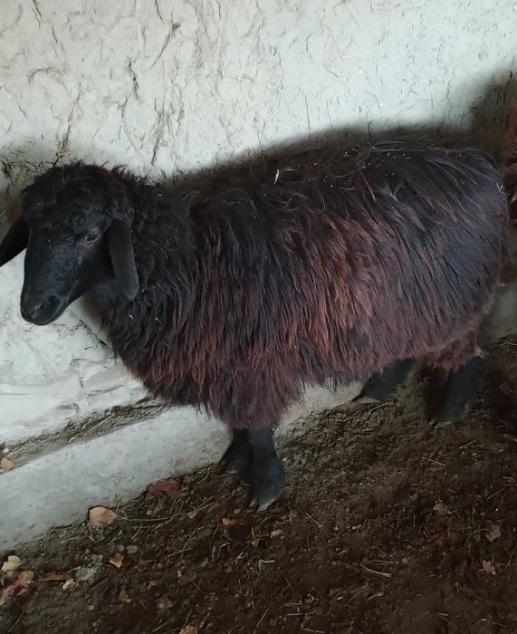 Bugʻoʻz moda qazoqi  barralar sotiladi