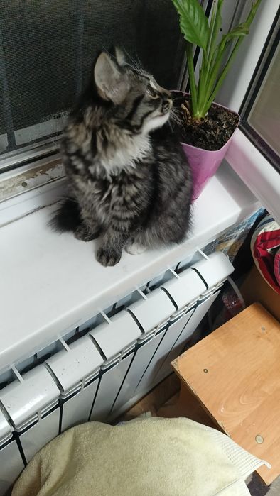 Отдам бесплатно кошечку