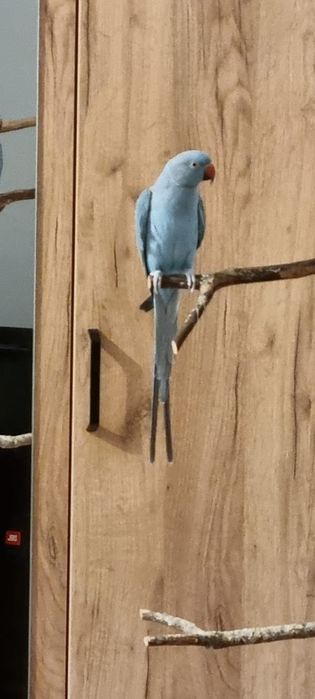 Papagal Micul Alexander + colivie și accesorii