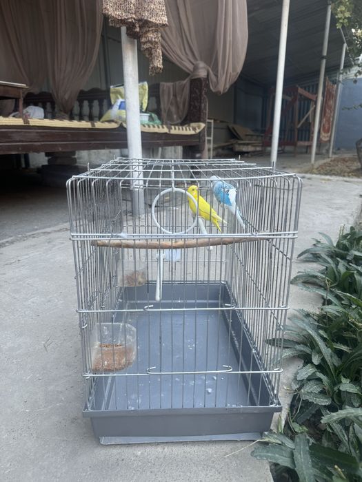 Волнистые попугайчики