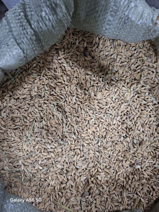 Девизира Шоли сотилади холати зор