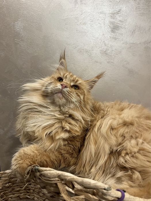 Femela Polidactila Maine Coon Drept de REPRODUCERE PEDIGREE