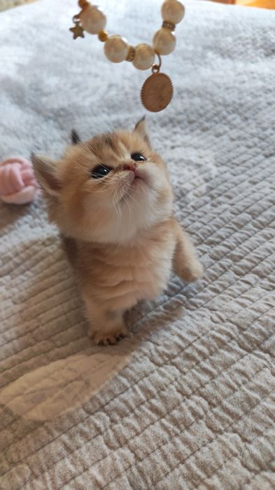 Милые маленькие манчкины