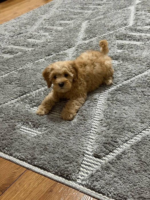 Продается щенок Мальтипу F-1