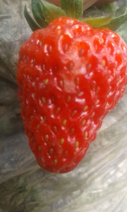 Энг зурлари бизда