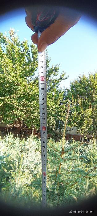 Galuboy yel archa sotiladi