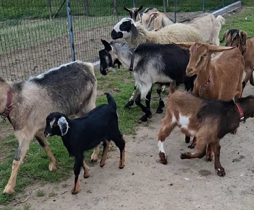 Disponibile 4 ieduțe  metiș anglonubian