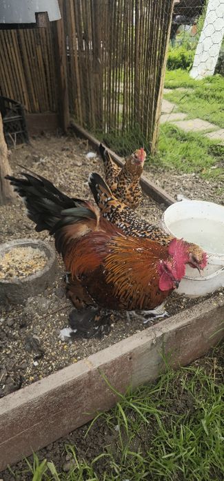 Mii de Flori porțelan