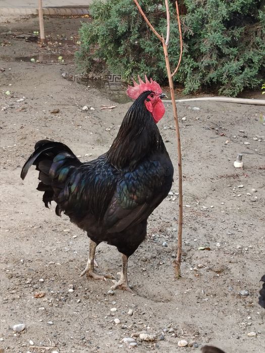 Horoz endi qichqirdi