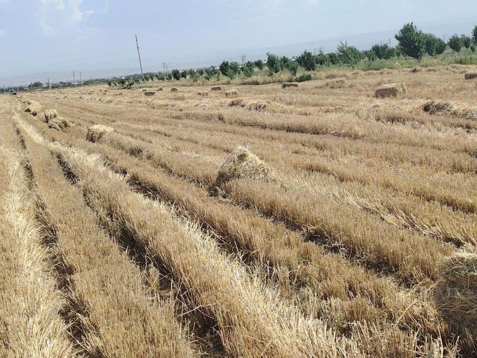 Arpa samon pres sotiladi shu yilgi