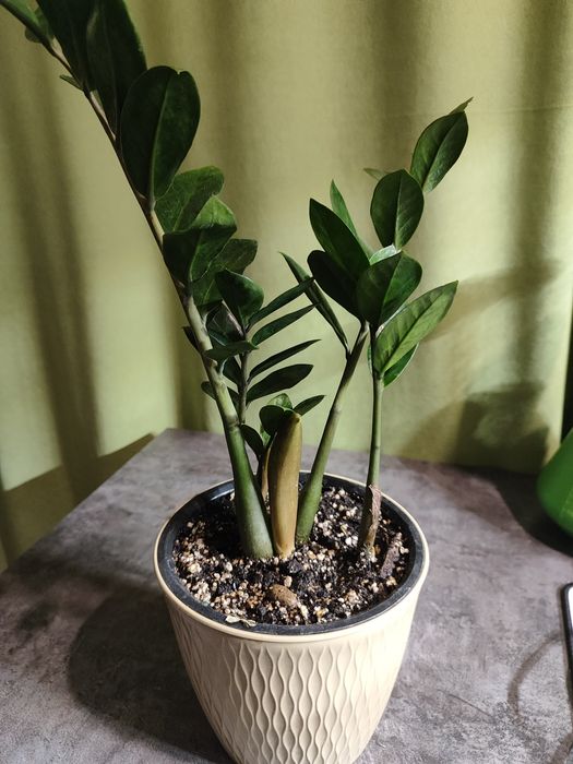 Замиокулькас (или «долларовое дерево»)