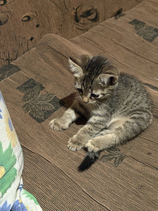 Отдам кошечку в хорошие руки