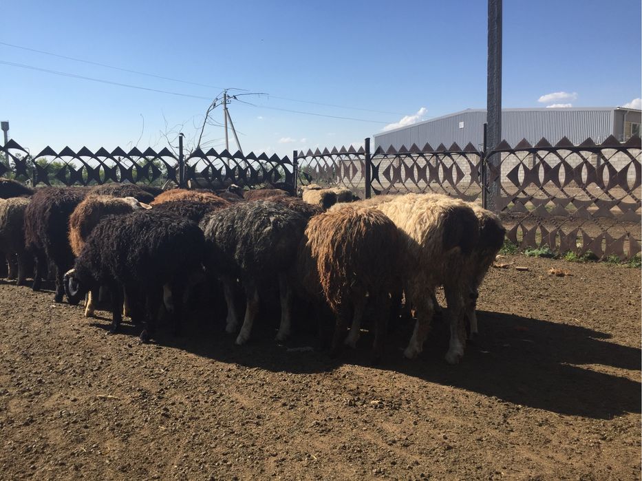 Бараны от 55000 в учхозе