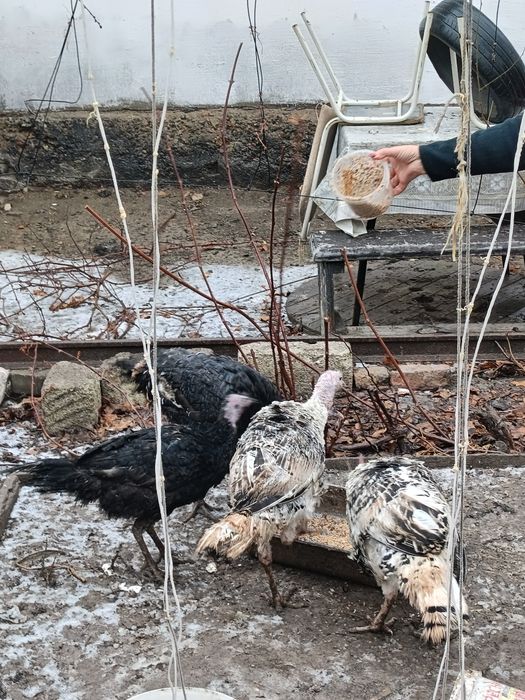 Индюк ірісі 20мың, кішісі 15 мың.