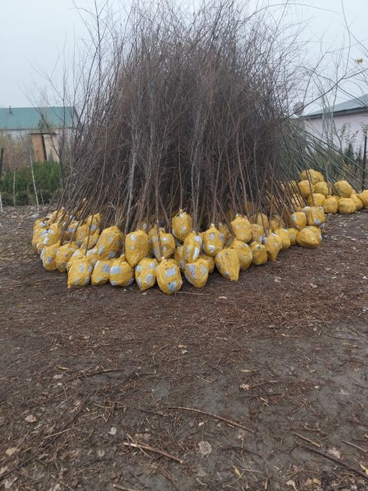 Все виды лиственных деревьев