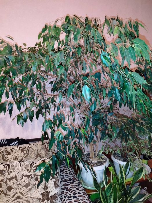 Фикус Бенджамина