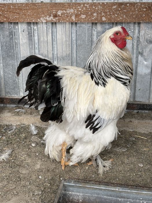 Familie Brahma hd 4+1