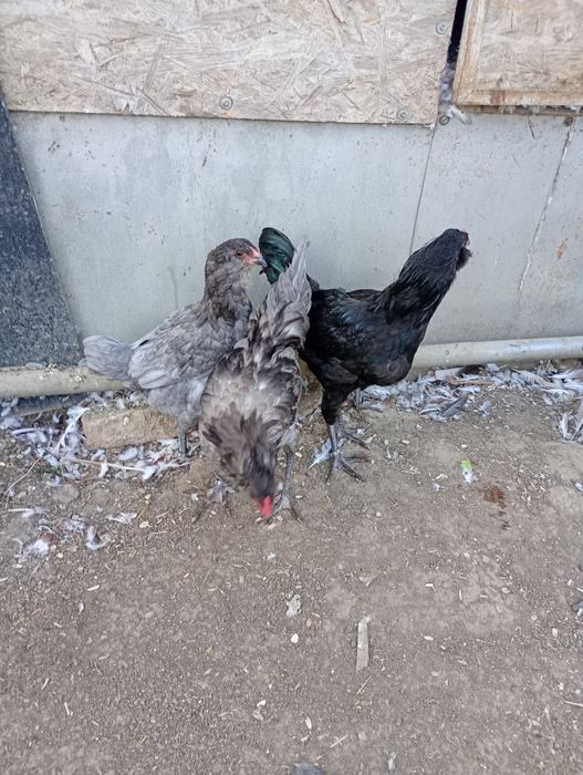 Ameraucana tineret