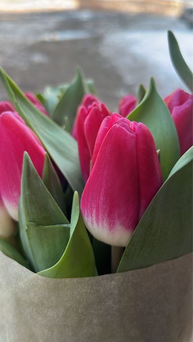 Тюльпаны белорусские оптом