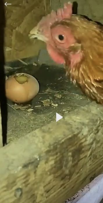 Гнездо для кур с яйцесборником