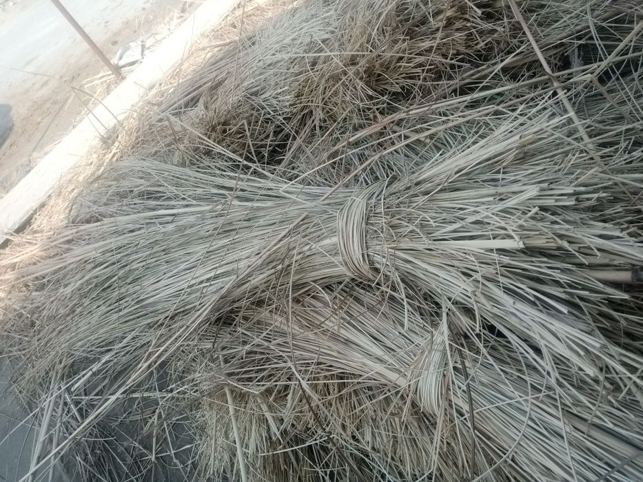 Xekan gʻishsha sotiladi