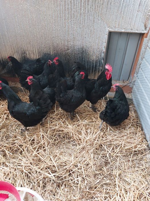 Oua Australorp 5 lei