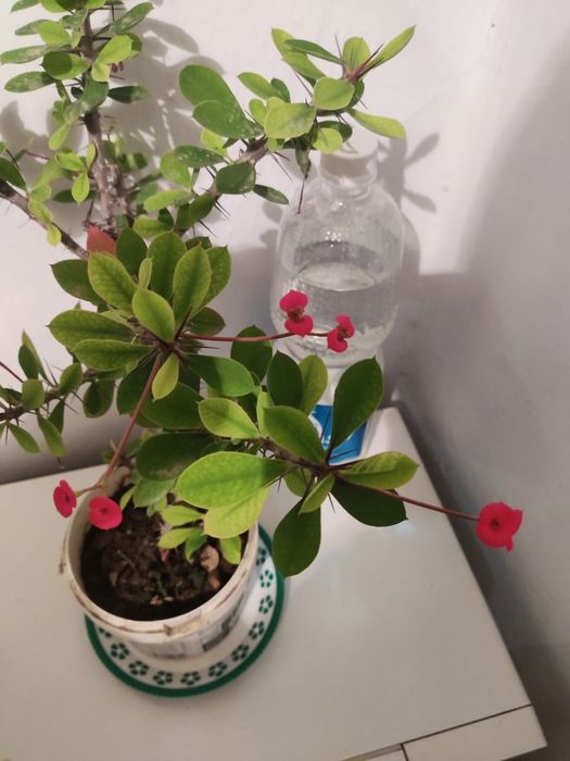 Доллар и другие цветы