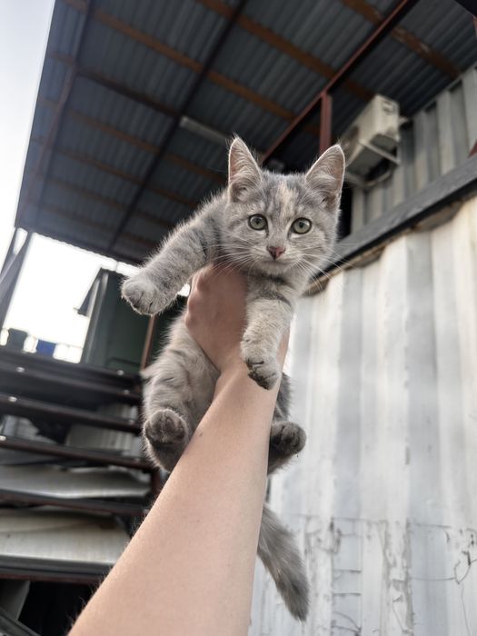 Добрые руки для котенка девочка