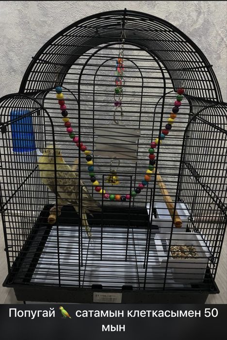 Продается папугай с клеткой