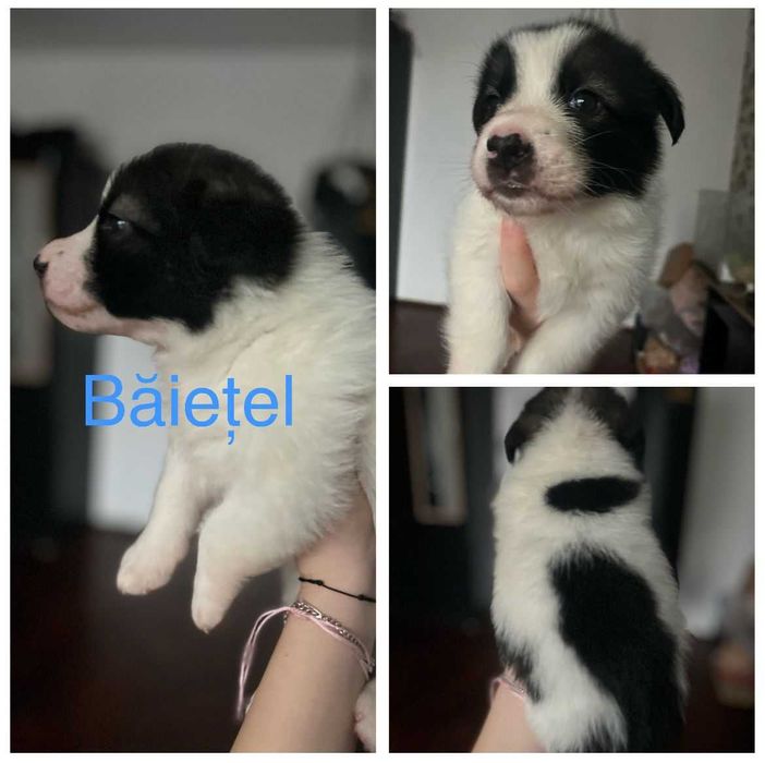 caine maltez are 2 luni