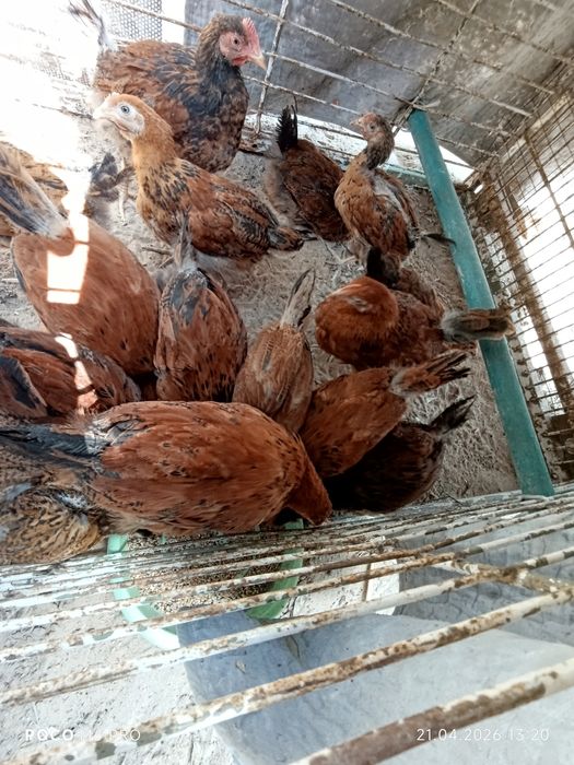 Кучин тұқымдас 2.5 айлық балапандар