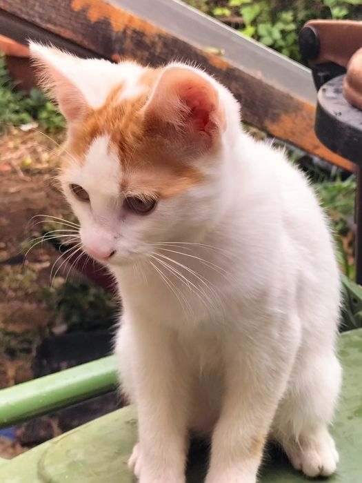 Donez pisică de 3 luni și jumătate în Comuna Berceni