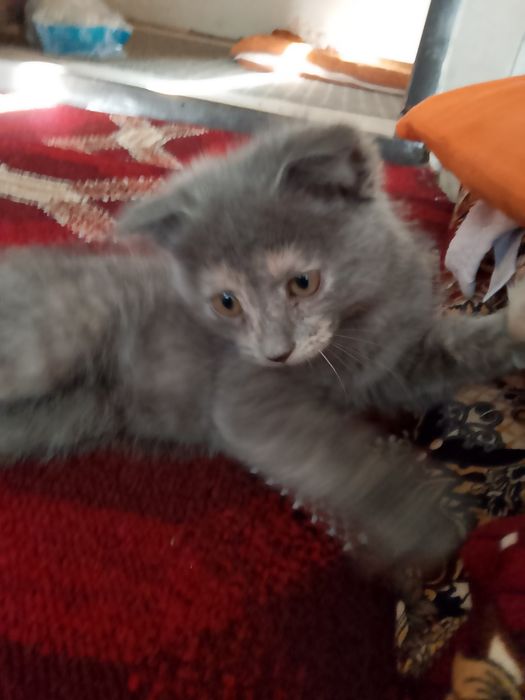 Хона мушуги кулранг