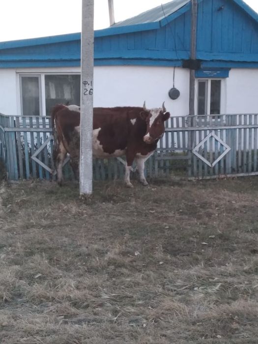 Продаётся корова