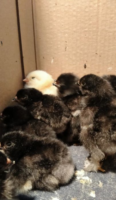 На заказ цыплята брам