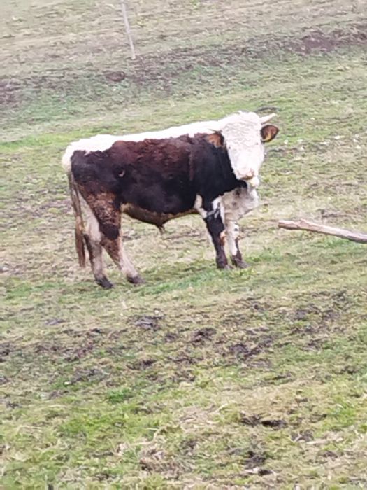 Vând doi tauri 20 kg