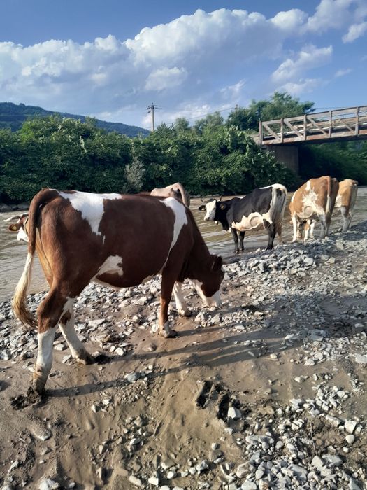Vând juninca de 4 ani.
