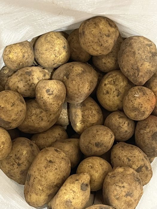 Картошка оптом со склада