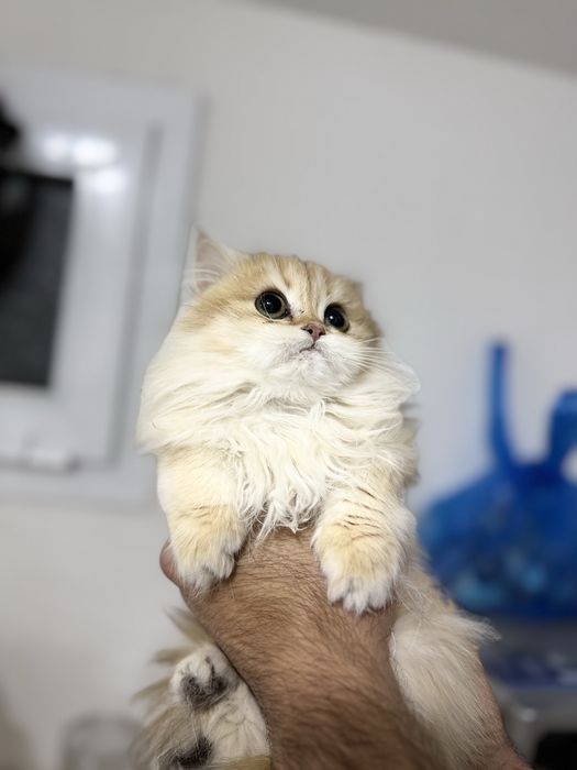 Кошка Британский золотый шиншила